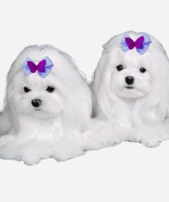 Fiyonk köpek tokası 2 adet kelebek model mor lüx aksesuar lastikli